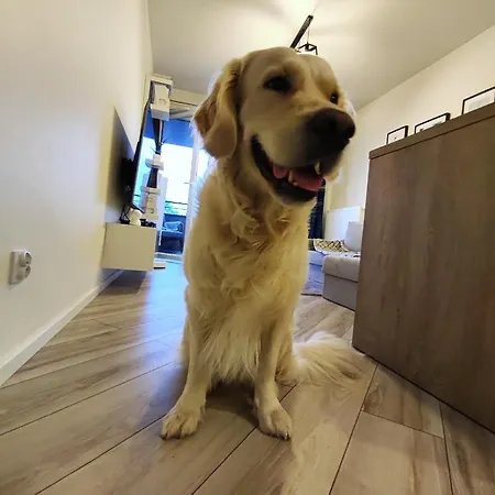 Ubytování v soukromí Nowoczesny Pokoj W Mieszkaniu Z Goldenem Retrieverem